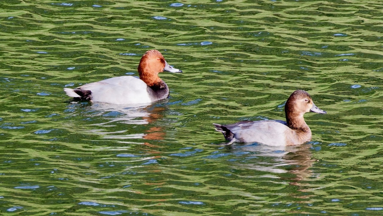 Common Pochards