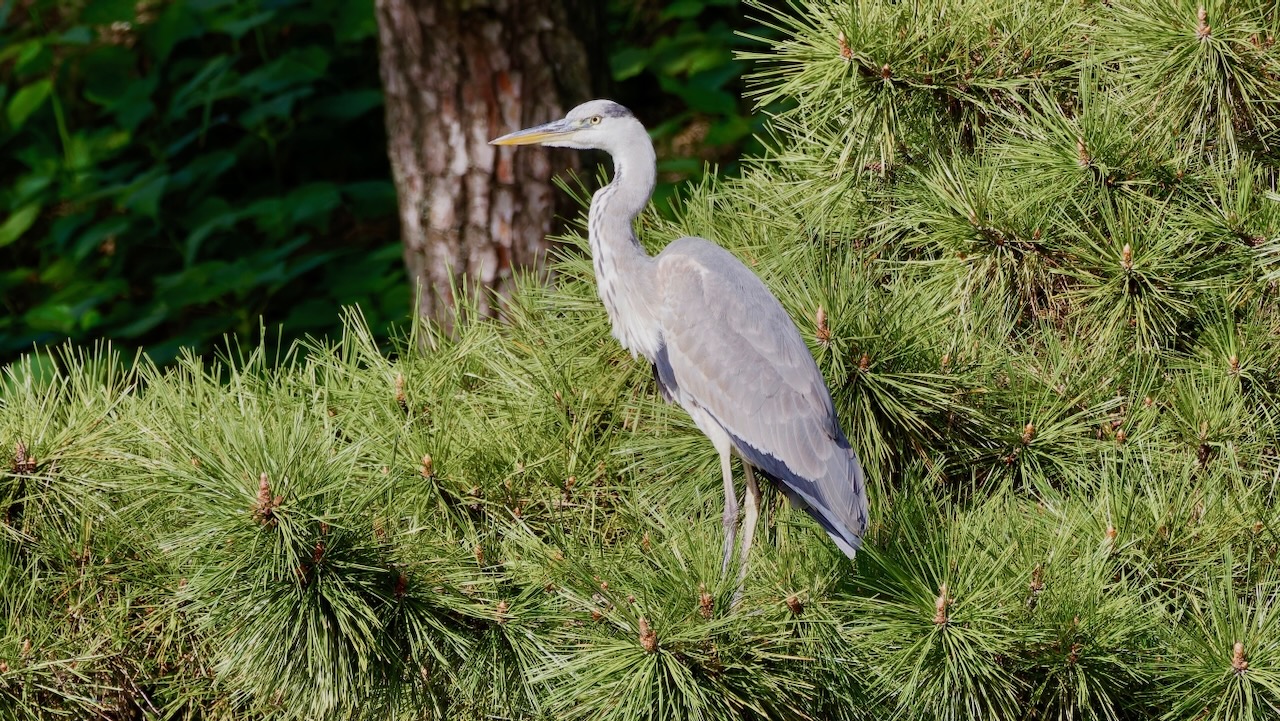 Gray Heron