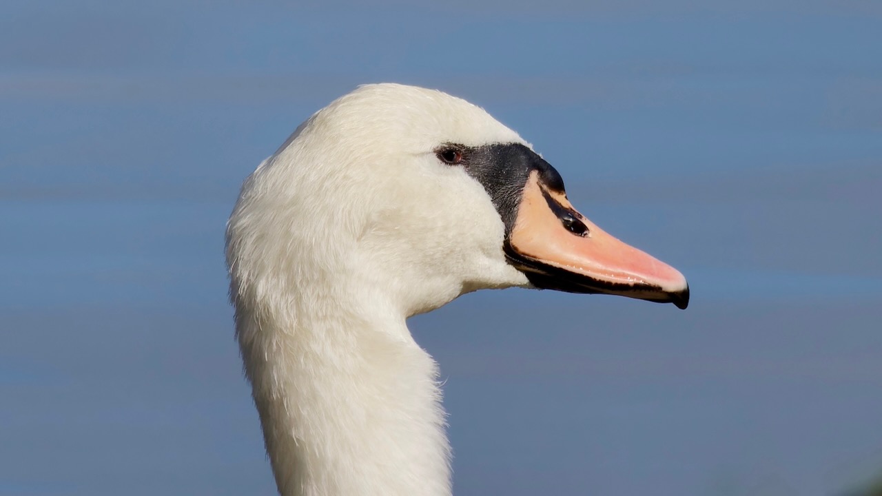 Mute Swan