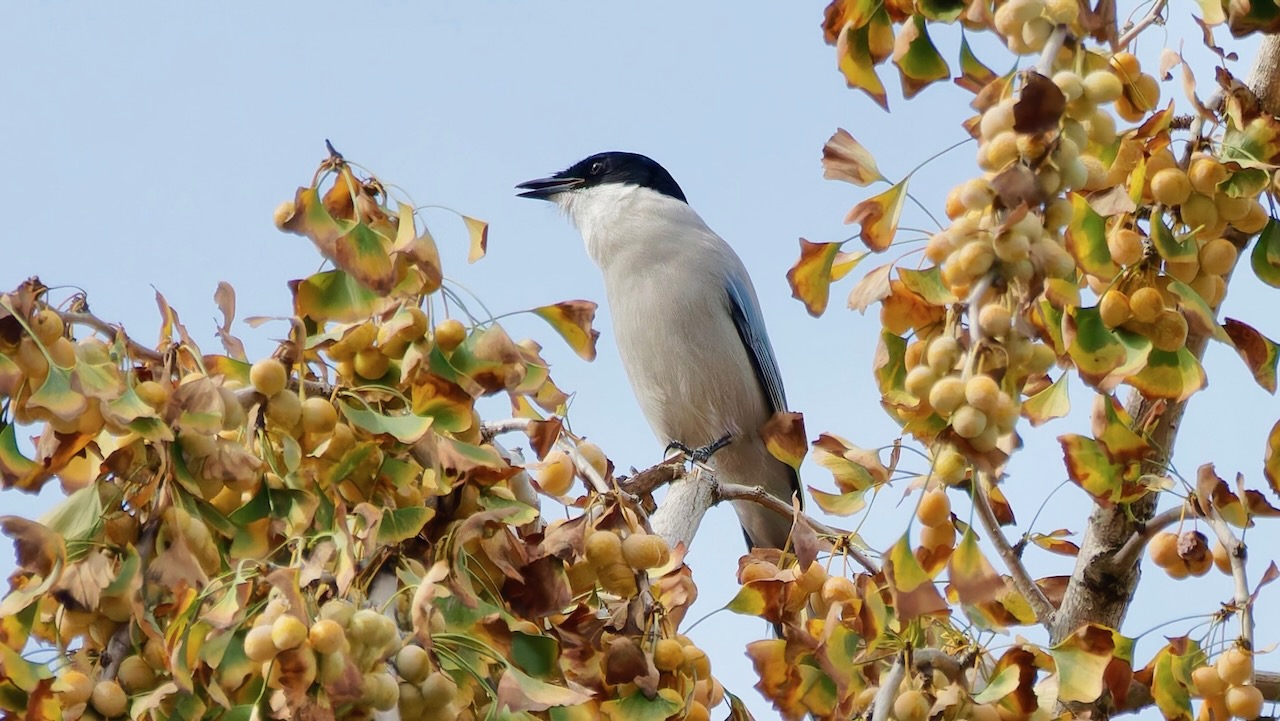 Azure-winged Magpie