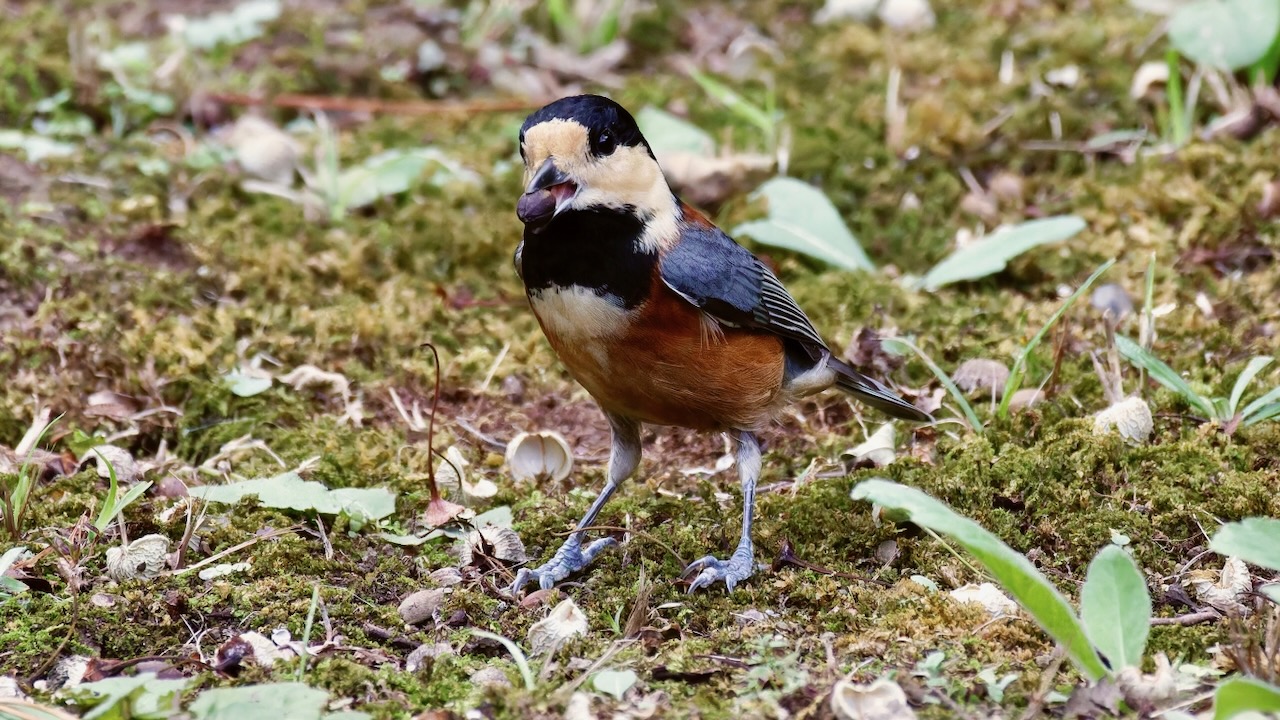 Varied Tit