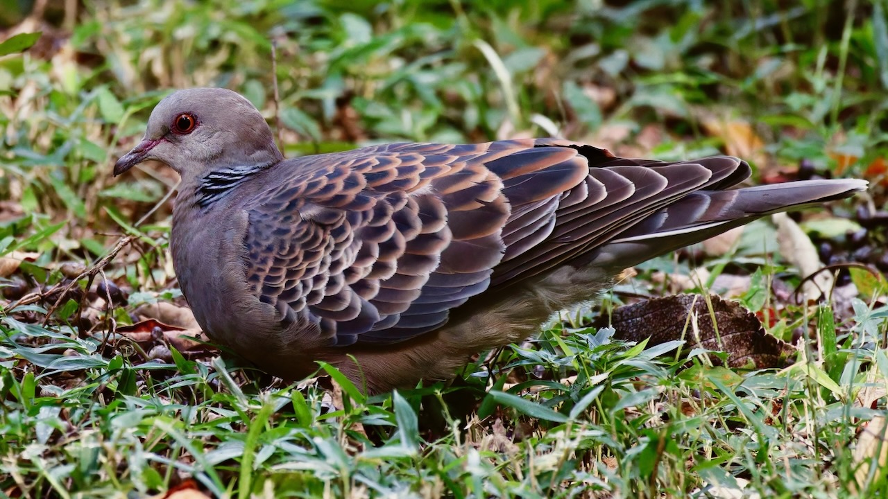 Oriental Turtle-Dove