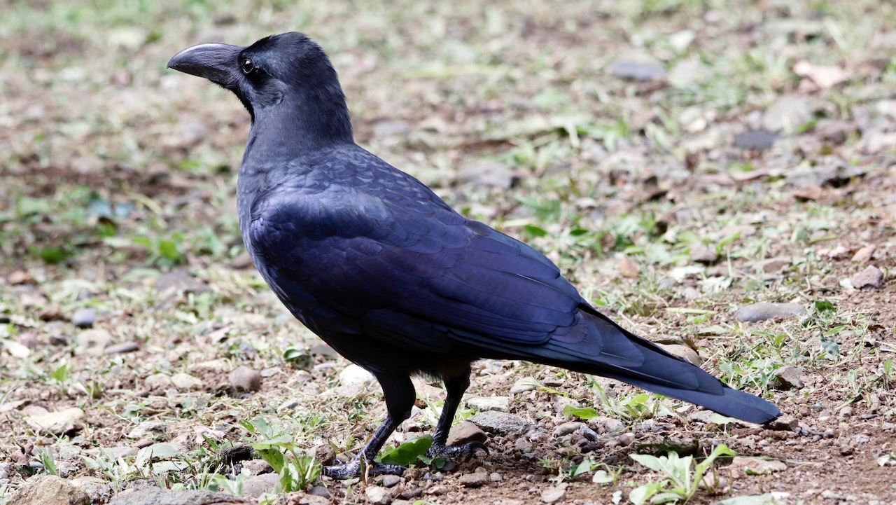 Large-billed Crow