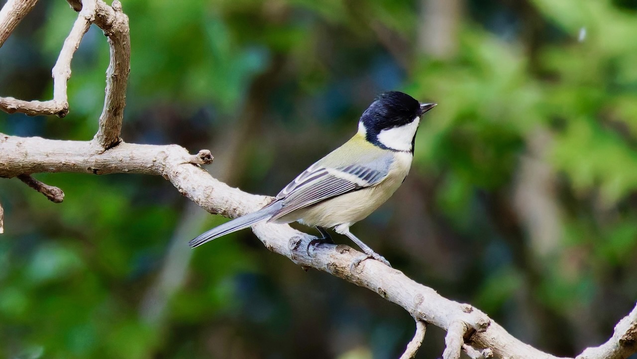 Japanese Tit