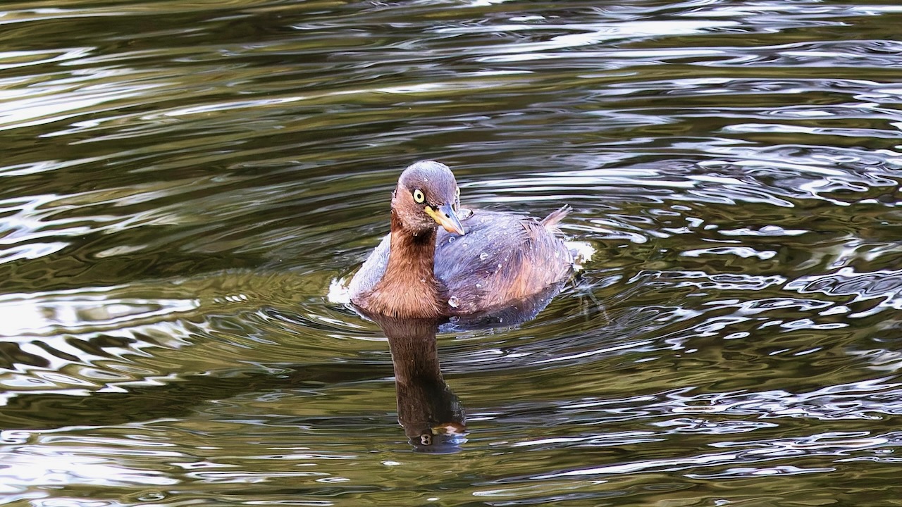 Little Grebe