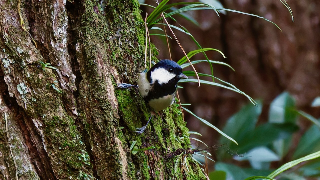 Japanese Tit