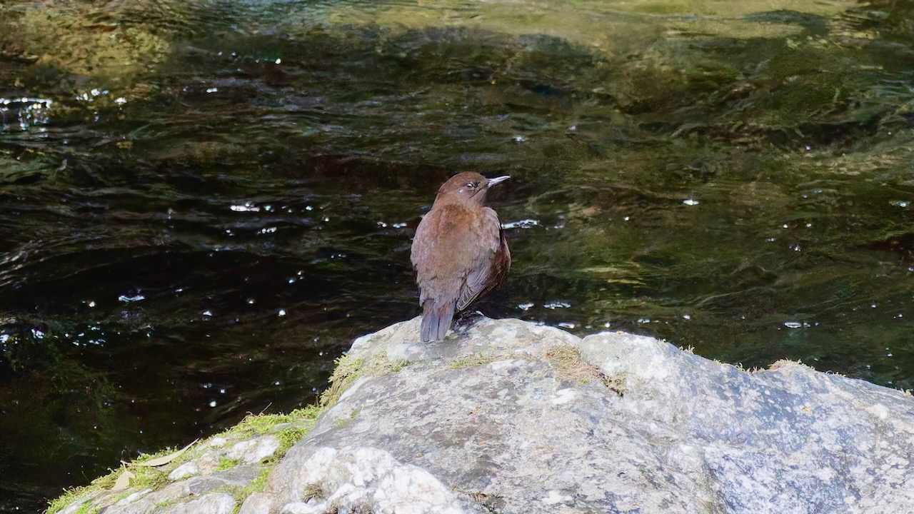 Brown Dipper