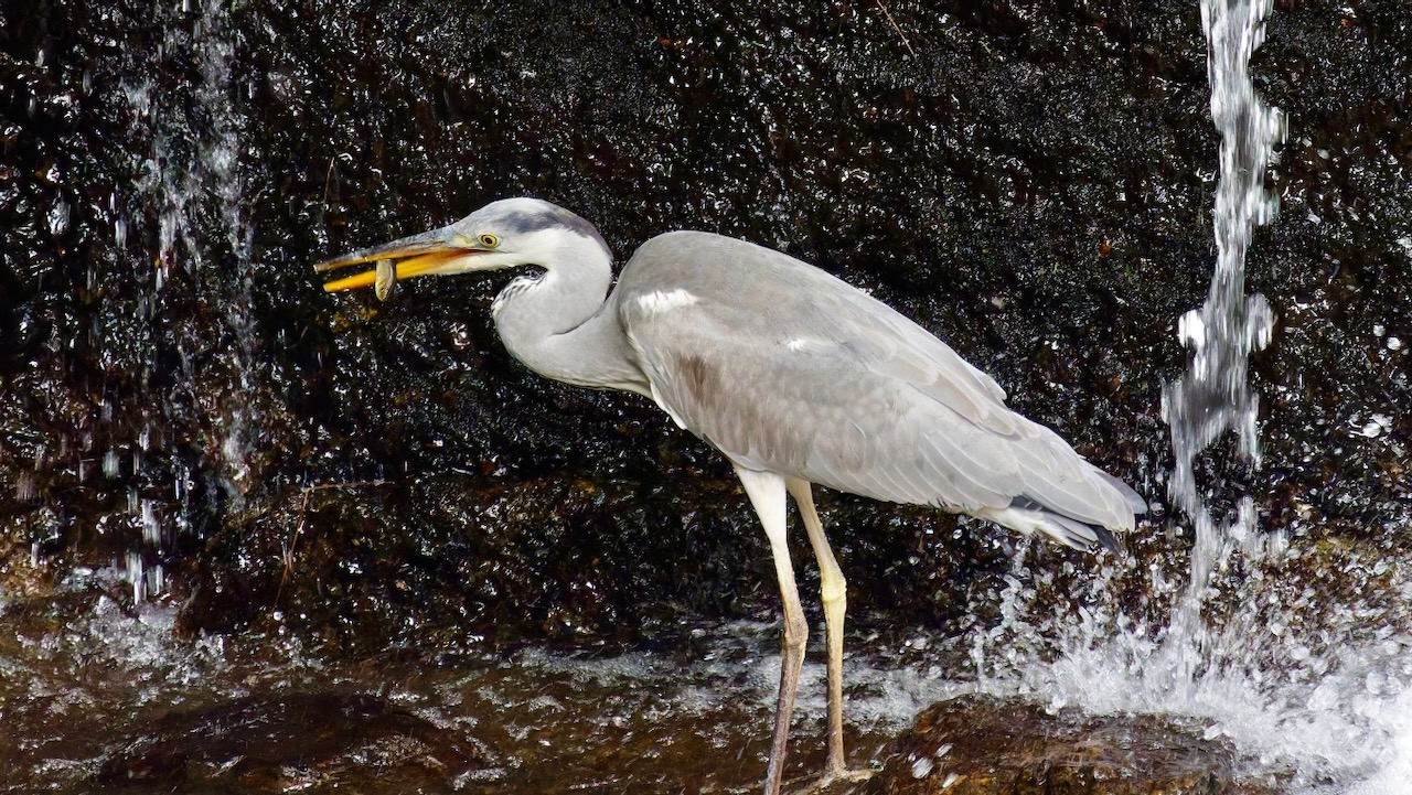 Gray Heron