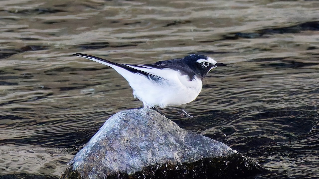 Japanese Wagtail