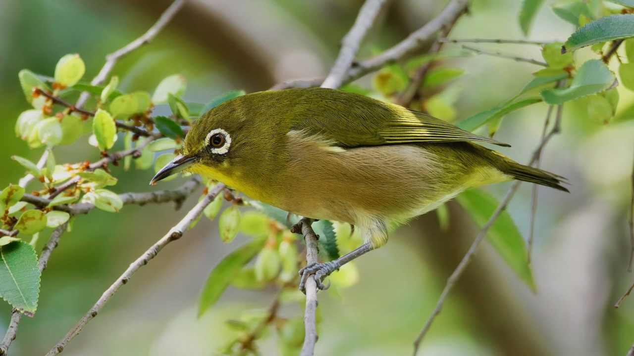 Warbling White-eye