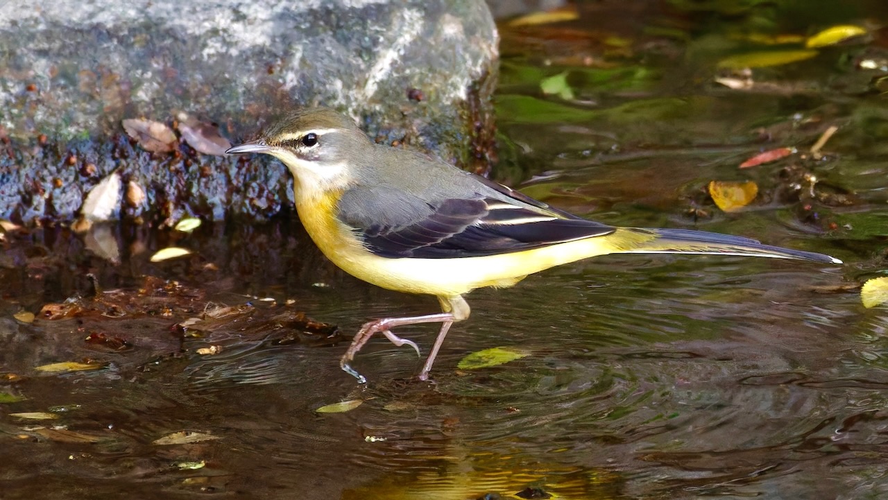 Gray Wagtail