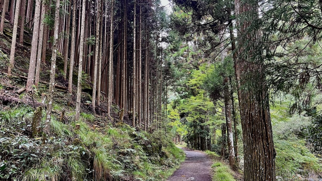 Trail View