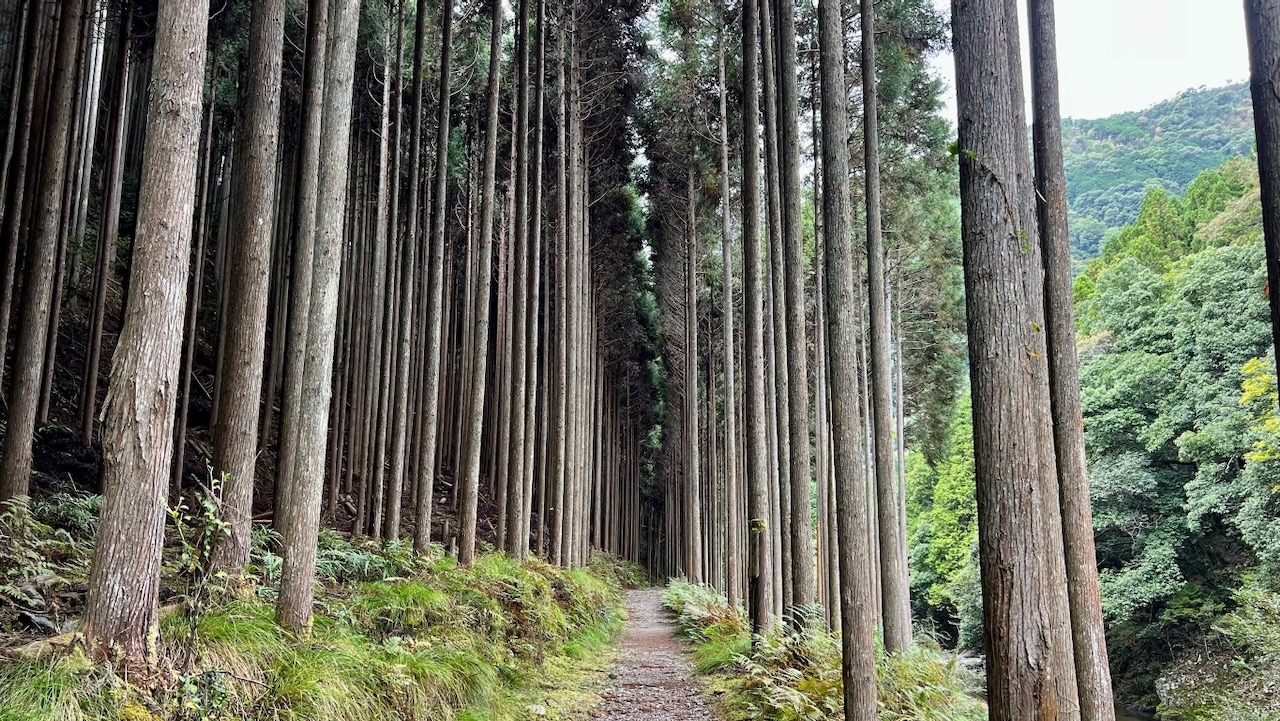 Trail View