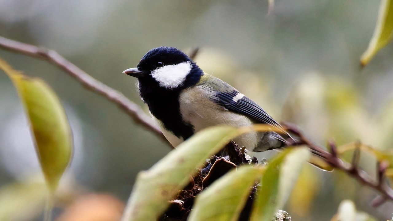 Japanese Tit