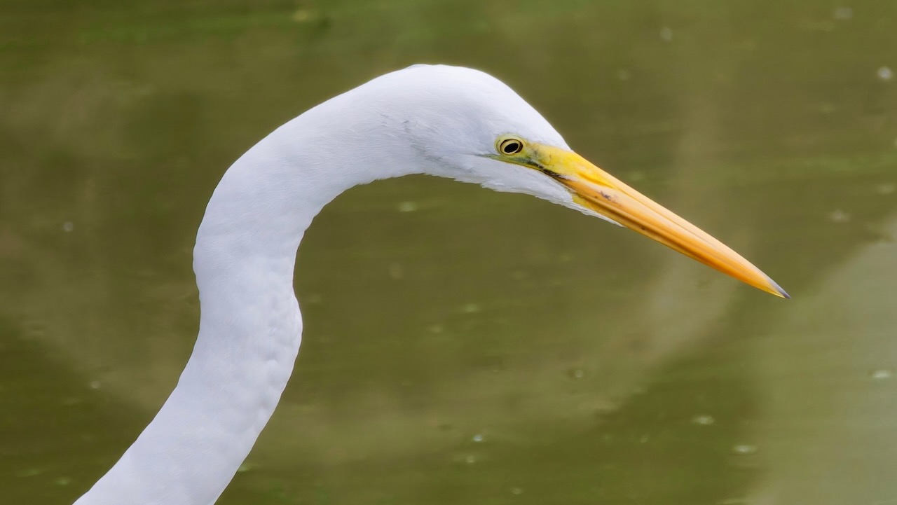 Great Egret