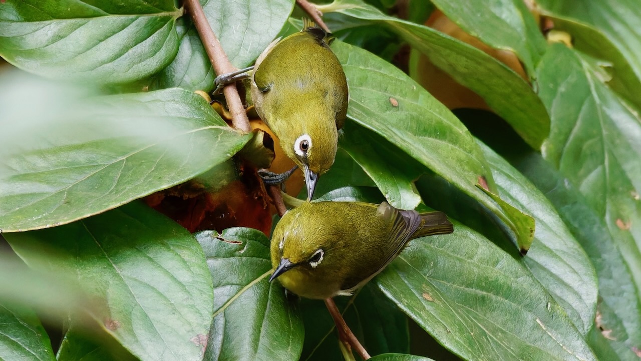 Warbling White-eyes