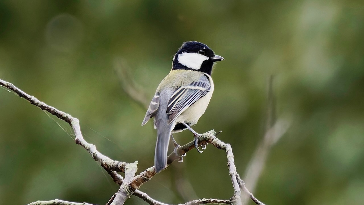 Japanese Tit