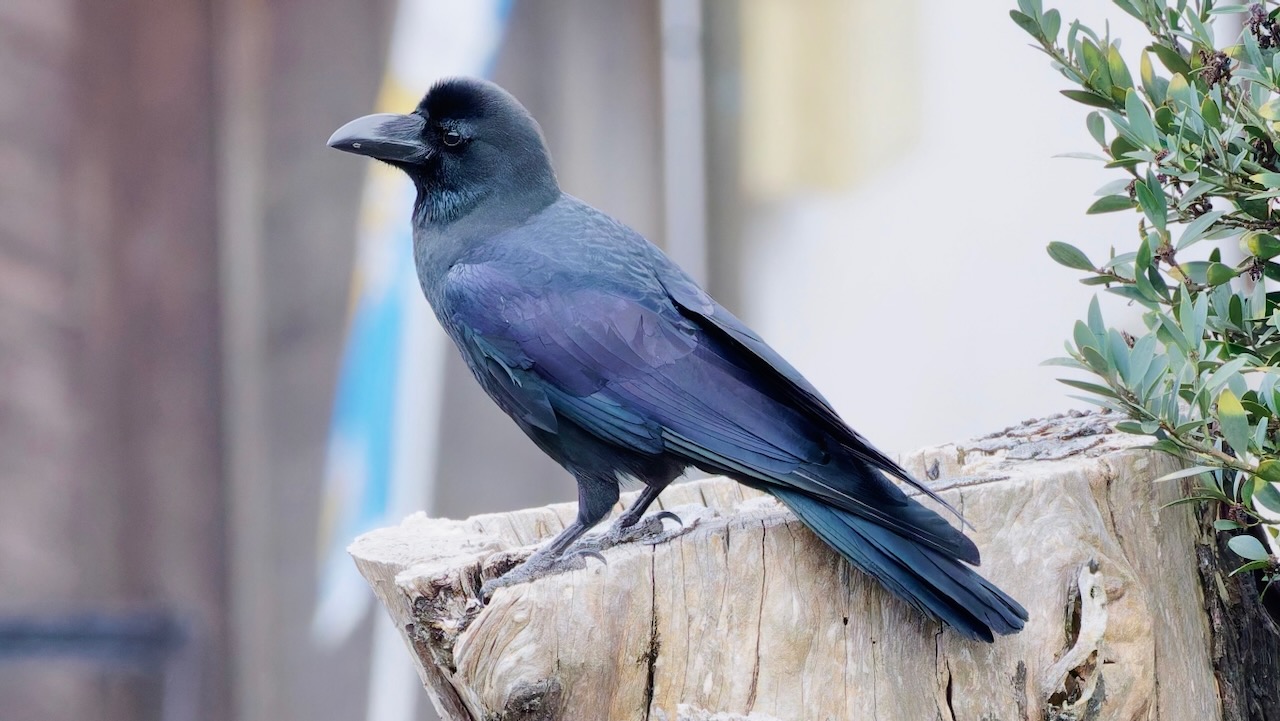 Large-billed Crow