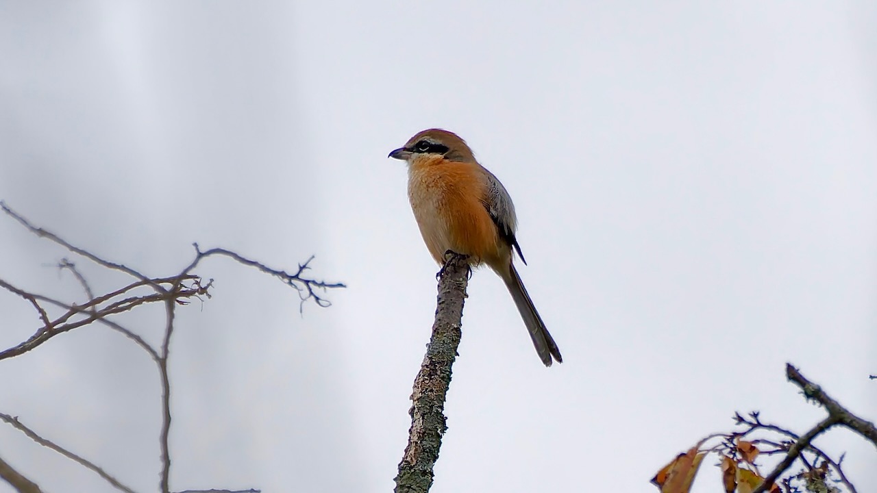 Bull-headed Shrike