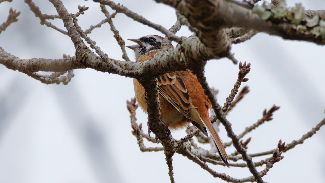 Meadow Bunting