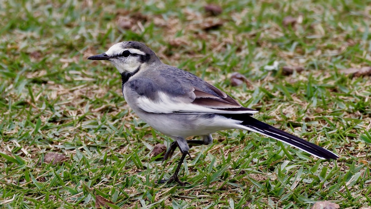 White Wagtail