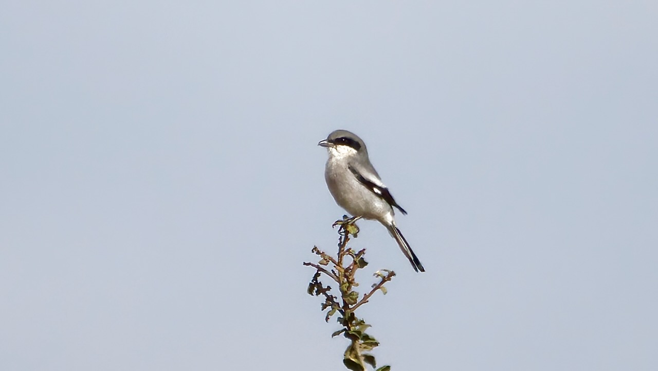 Loggerhead Shrike