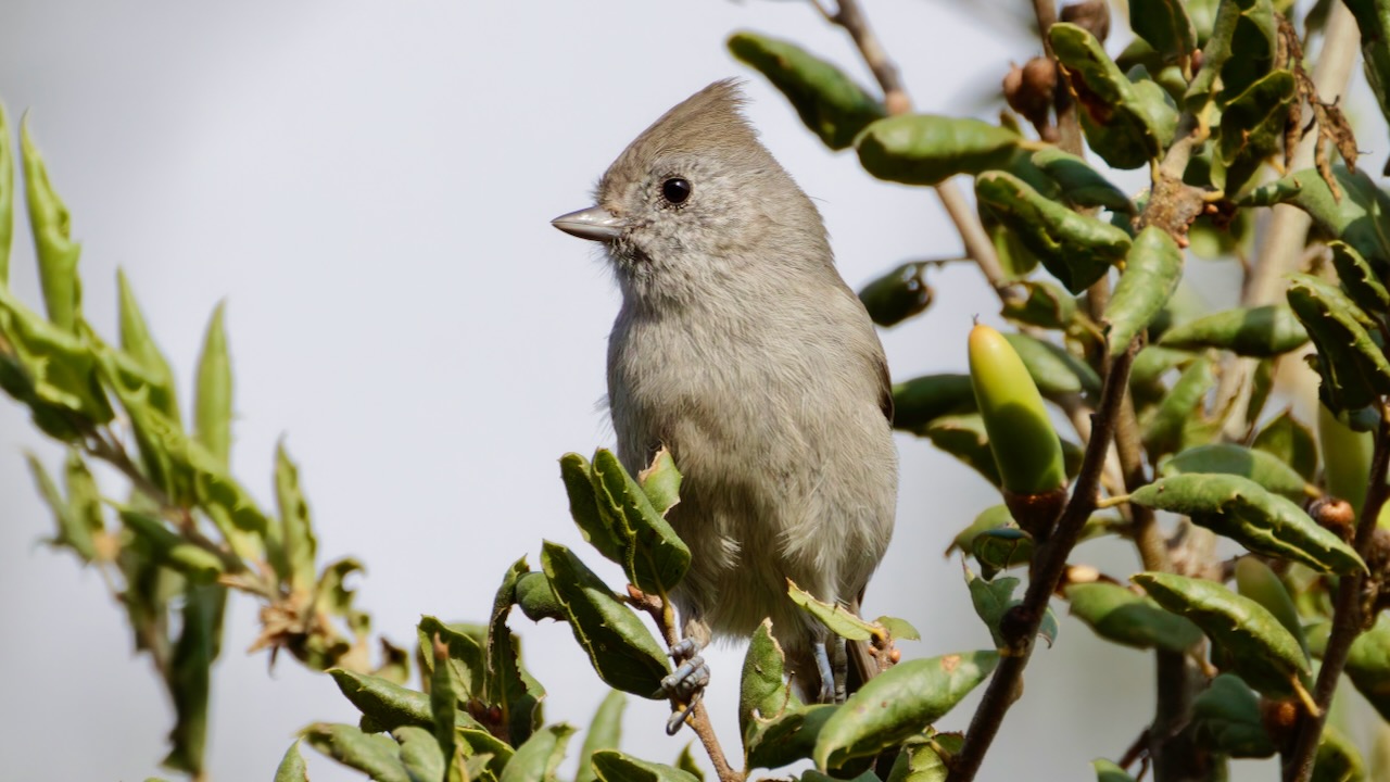 Oak Titmouse