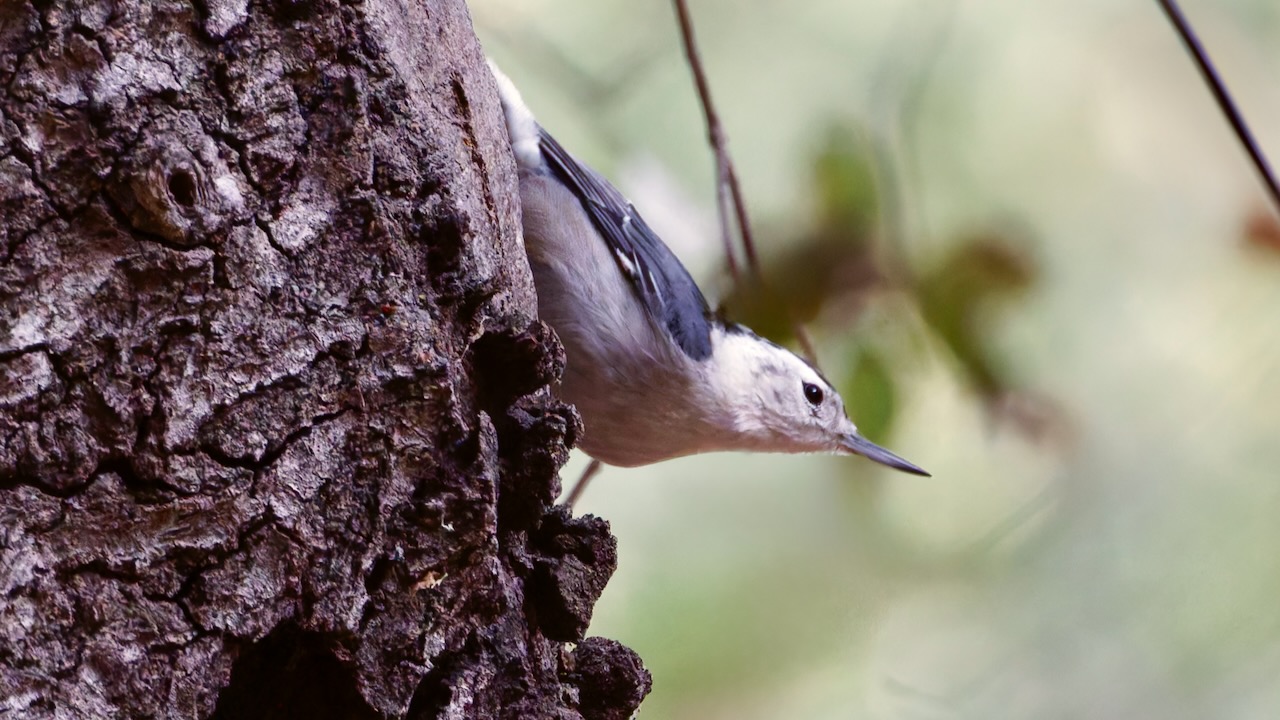 White-breasted Nuthatch