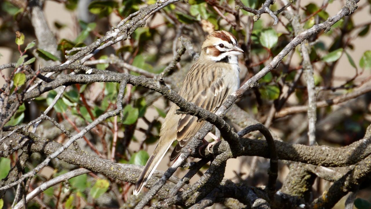 Lark Sparrow