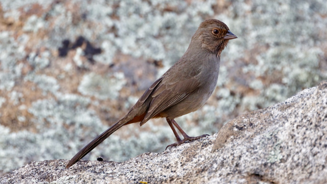 California Towhee