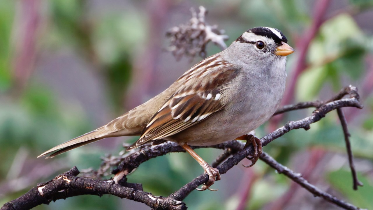 White-crowned Sparrow