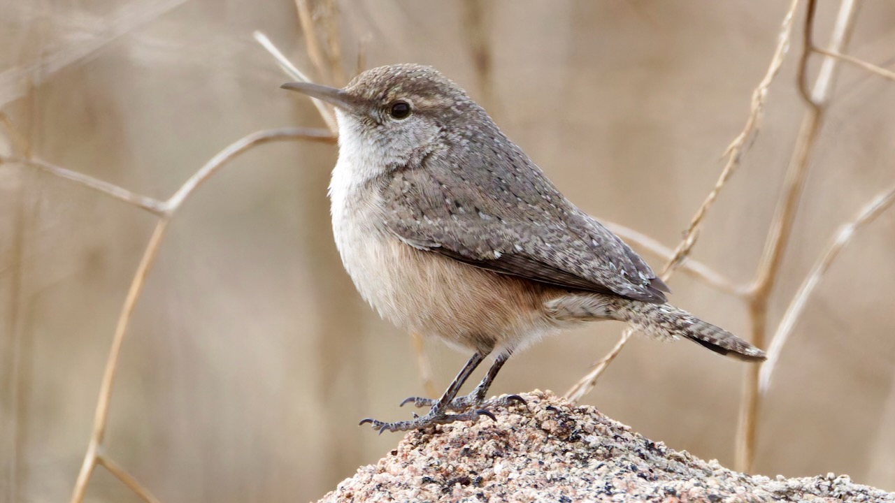 Rock Wren