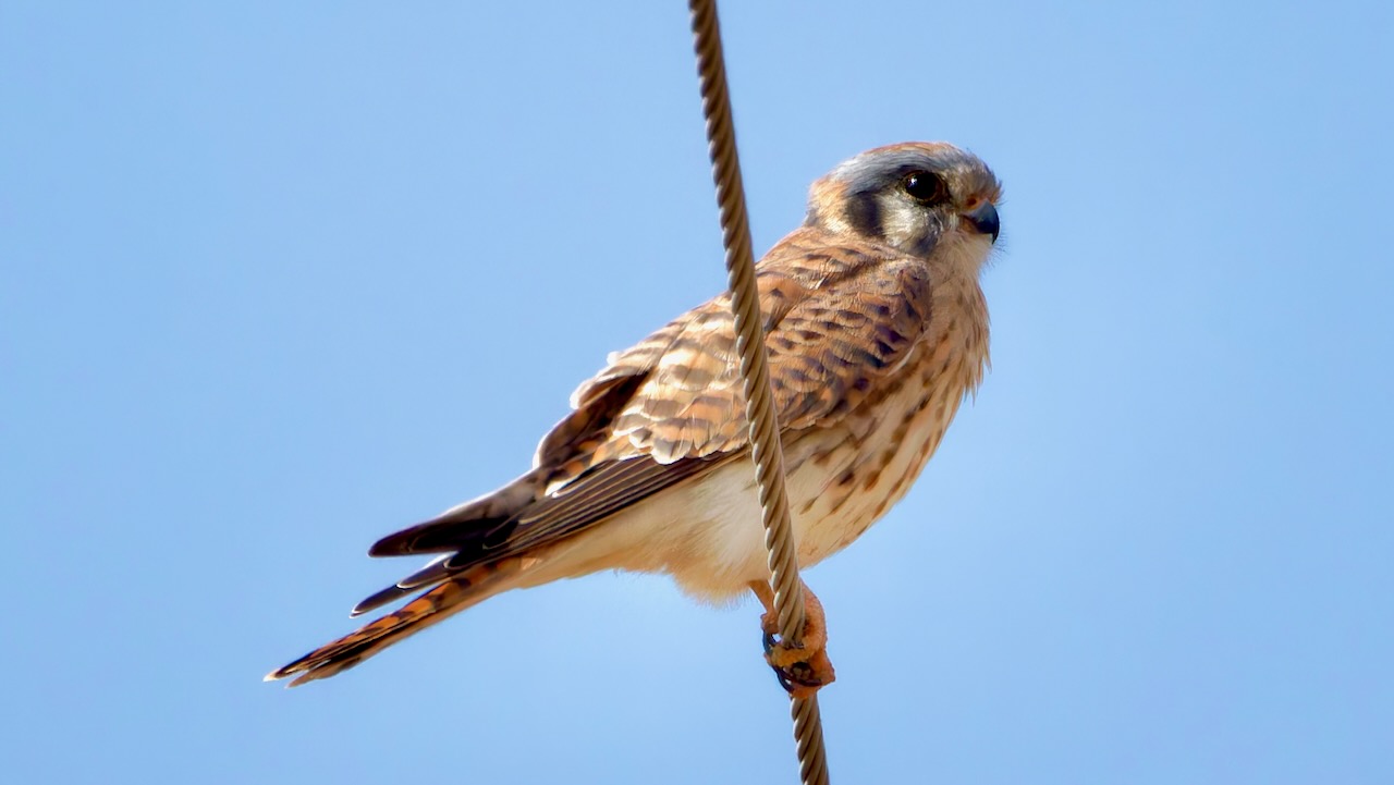 American Kestrel