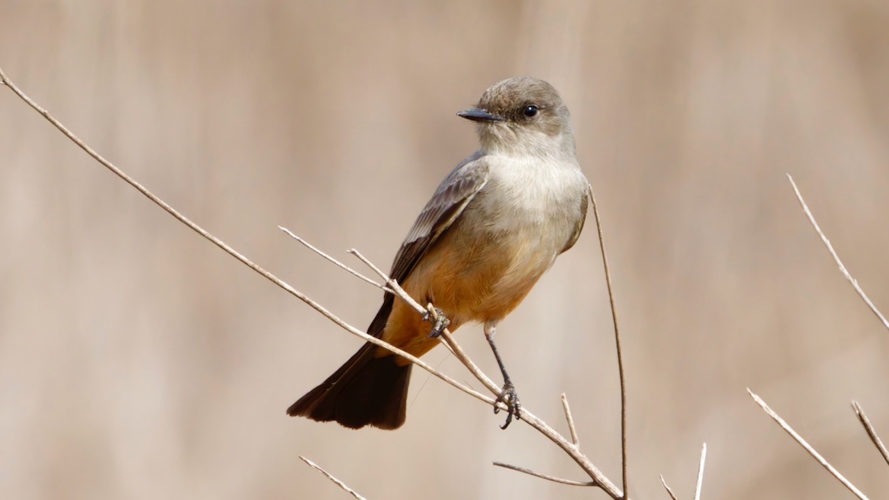 Say's Phoebe