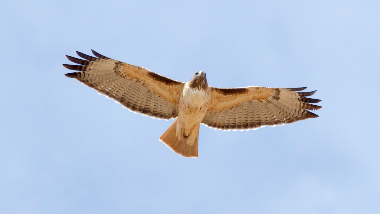 Red-tailed Hawk