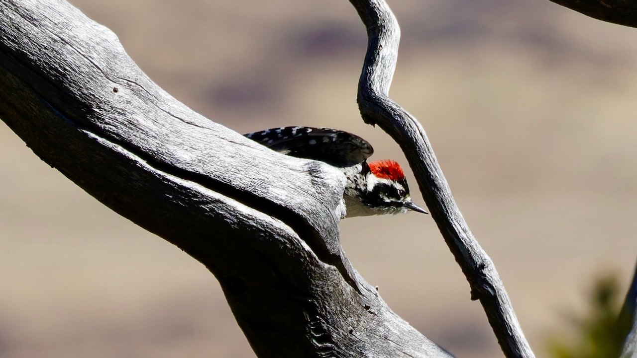 Nuttall's Woodpecker