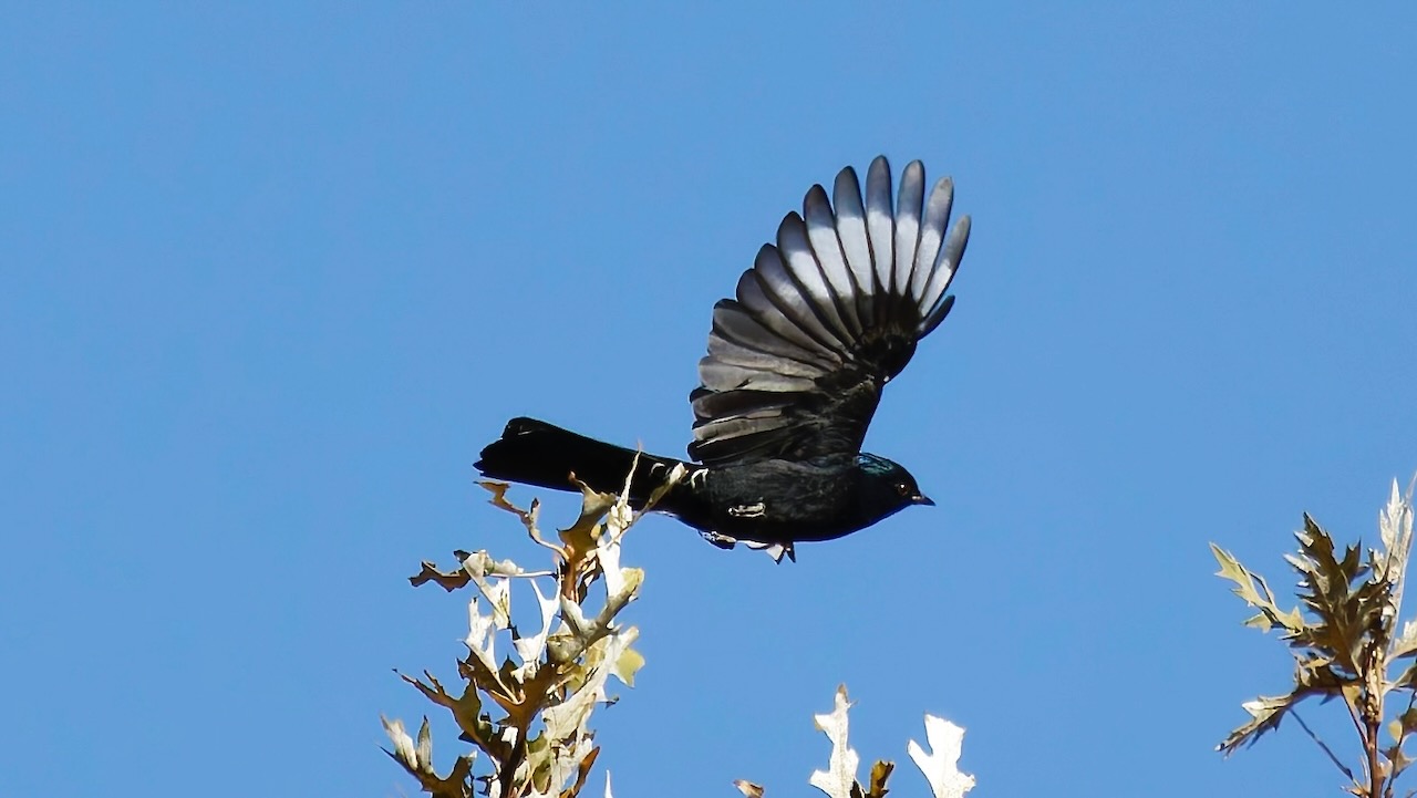 Phainopepla