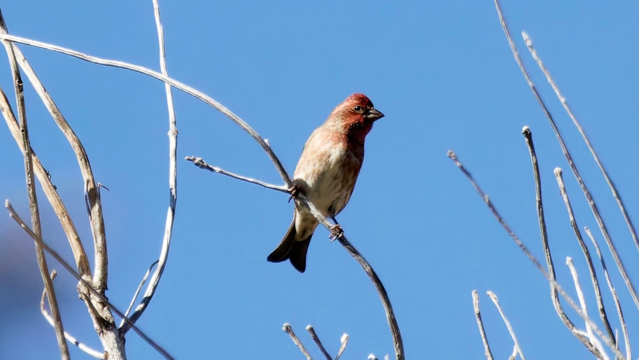 Purple Finch