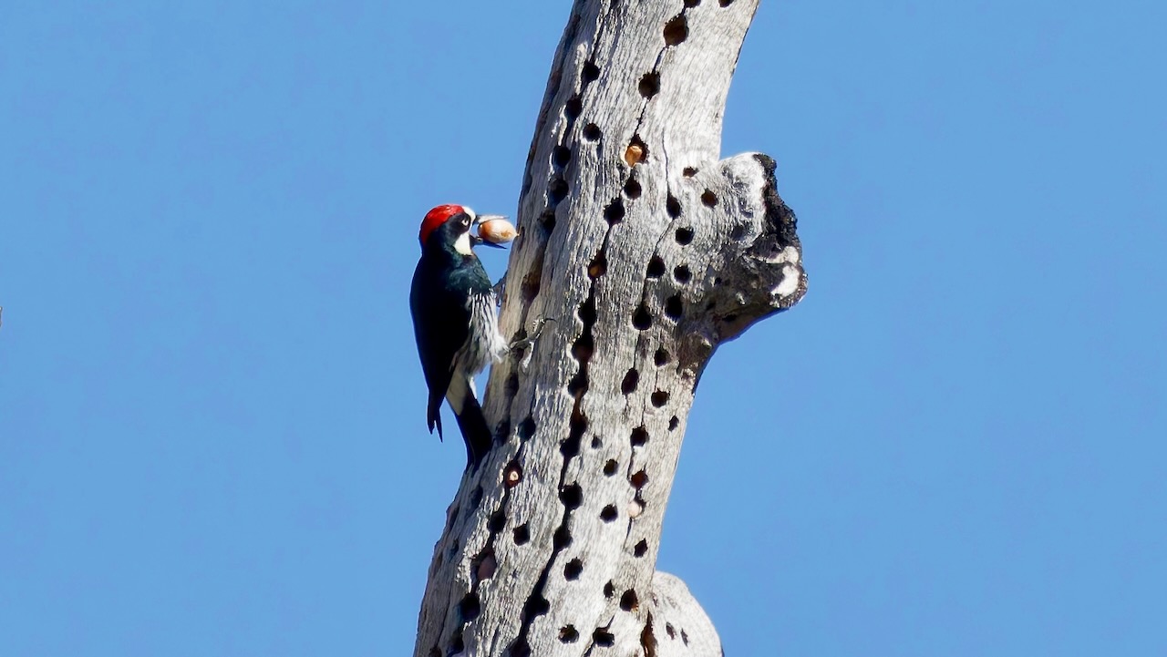 Acorn Woodpecker