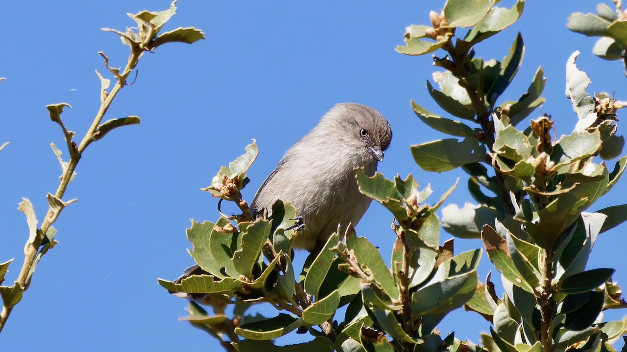 Bushtit