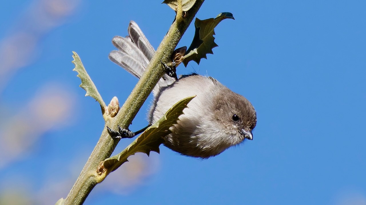 Bushtit