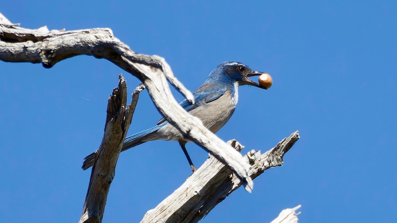 California Scrub-jay