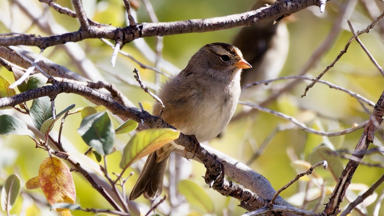 White-crowned Sparrow