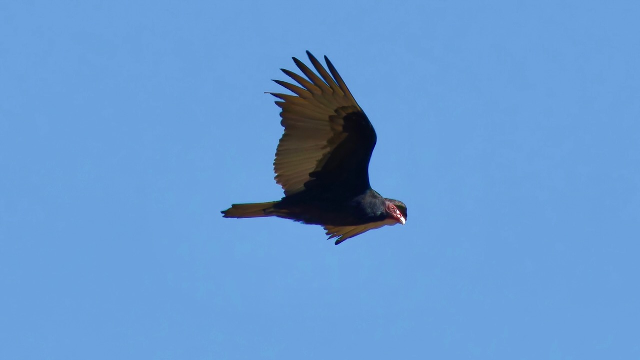 Turkey Vulture