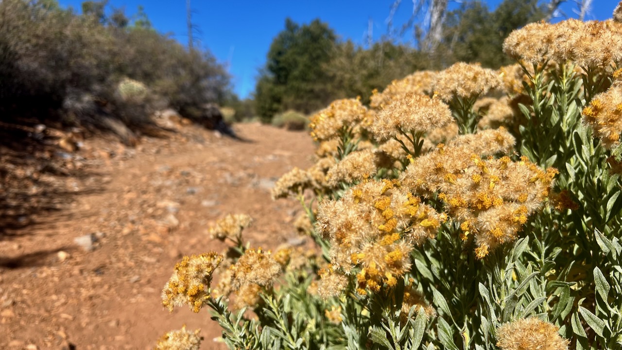 Alkali Goldenbush