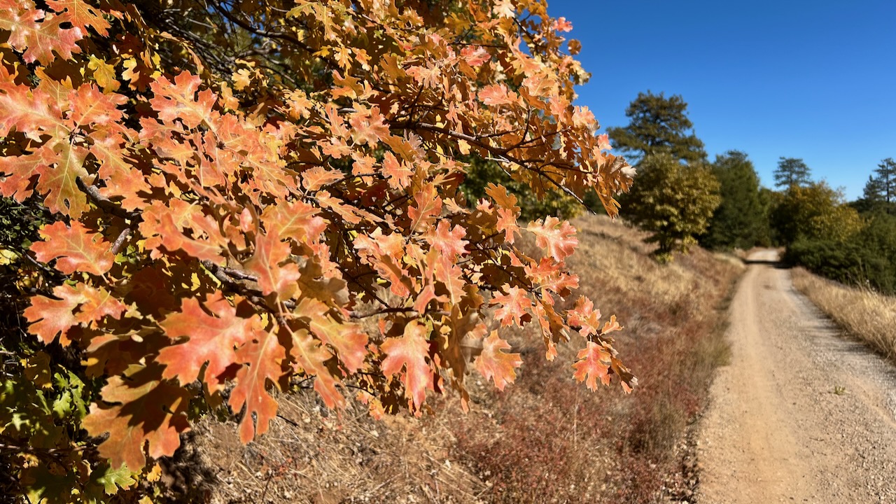 California Black Oak