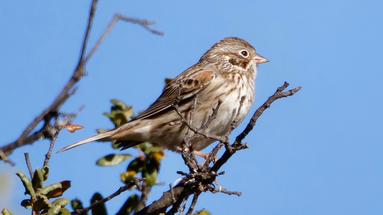 Vesper Sparrow