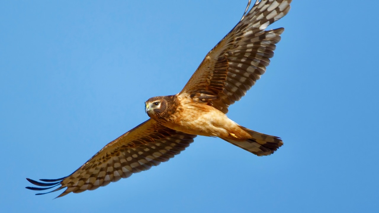 Northern Harrier