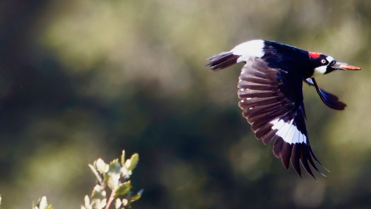 Acorn Woodpecker