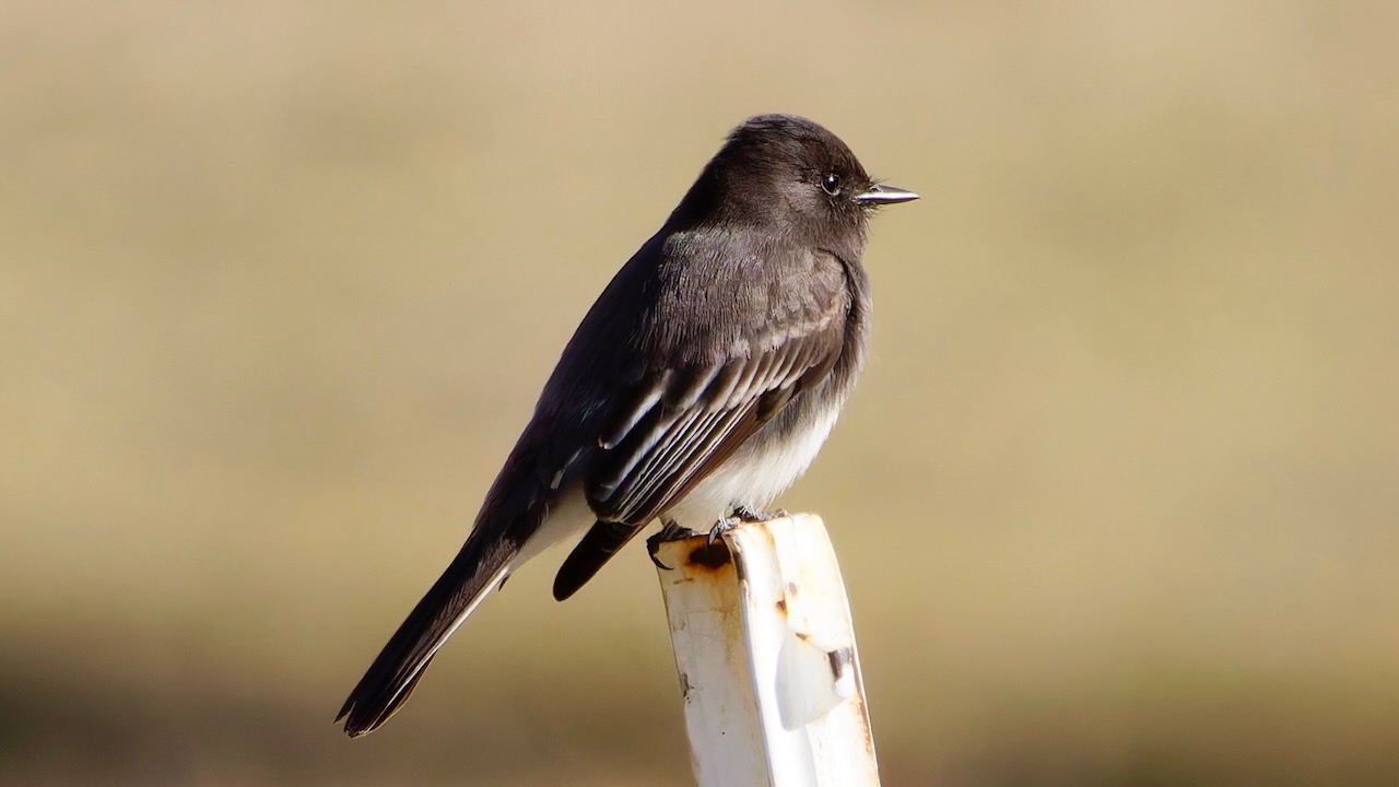 Black Phoebe